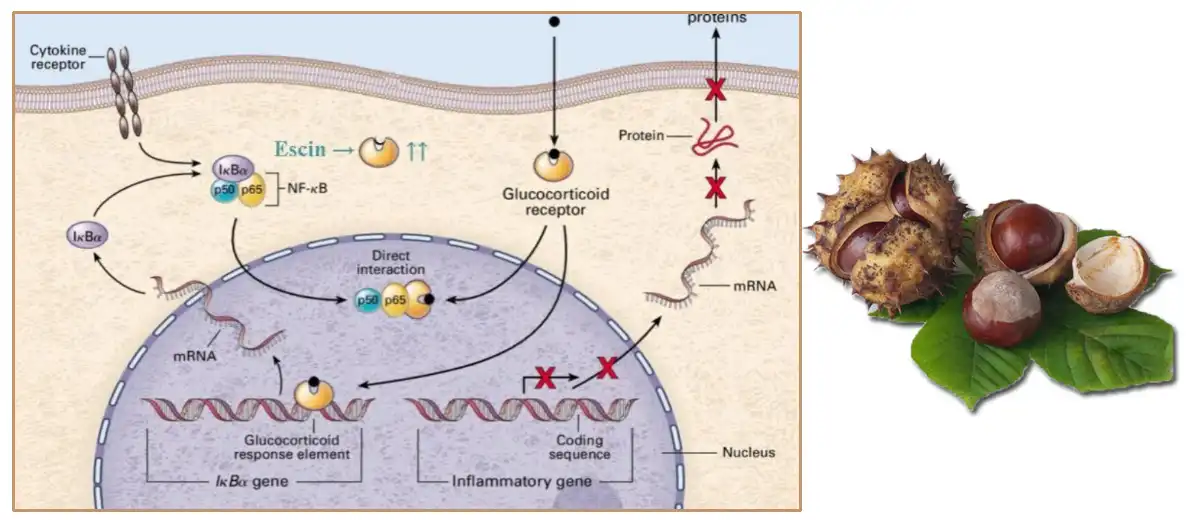 Aescin Powder.jpg Aescin Powder.jpg